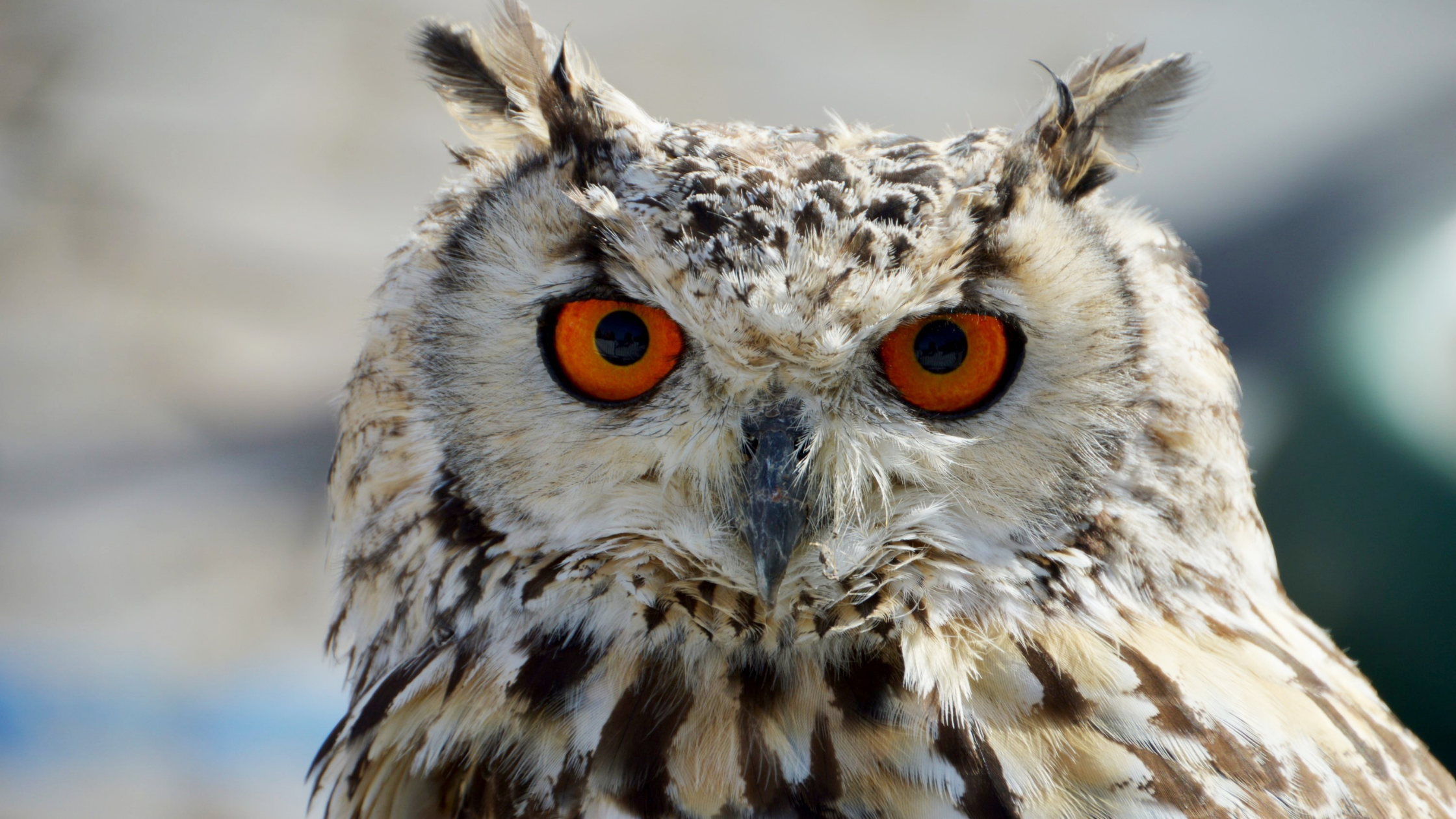 Arquétipo da Coruja: Conheça o significado e a simbologia da coruja!